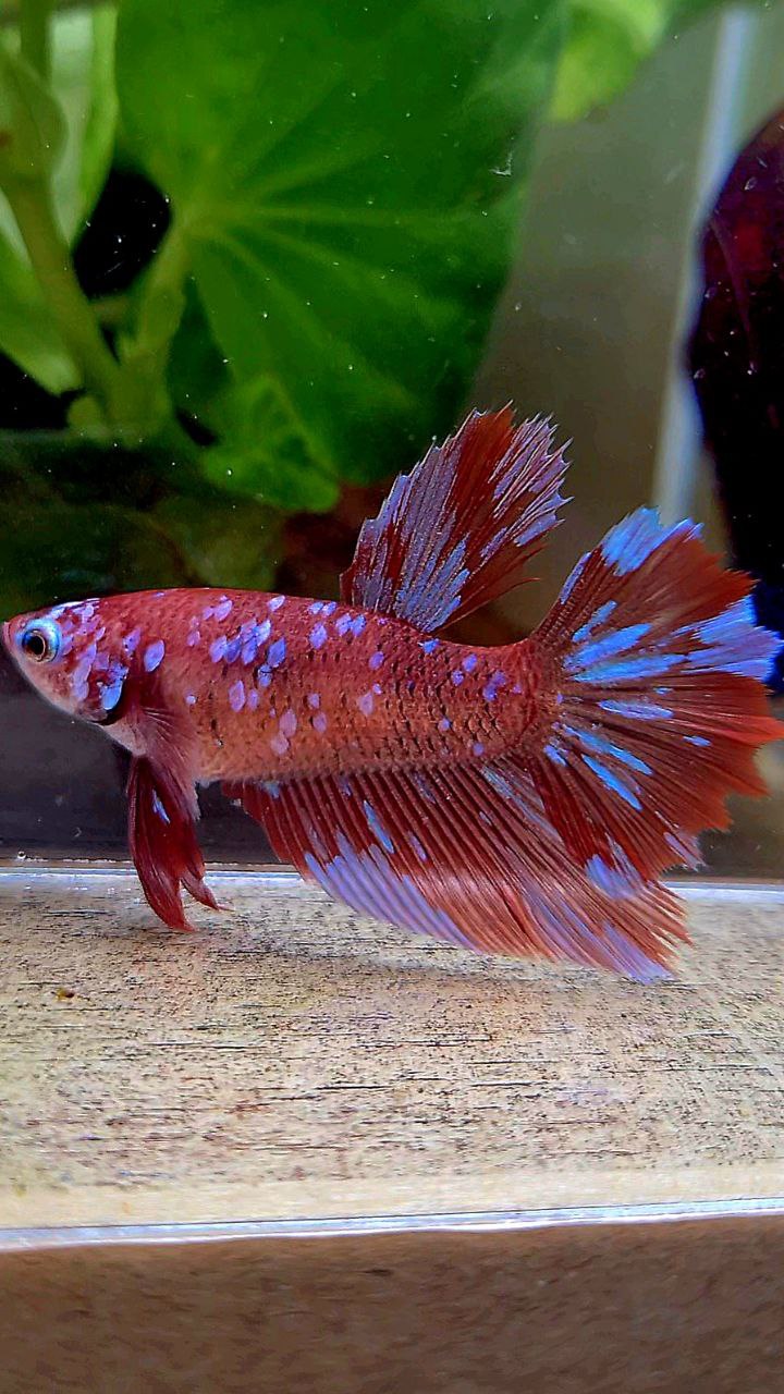 FEMALE HALFMOON ROSETAIL RED PURPLE SUPER GALAXY MULTICOLOR BETTA FISH