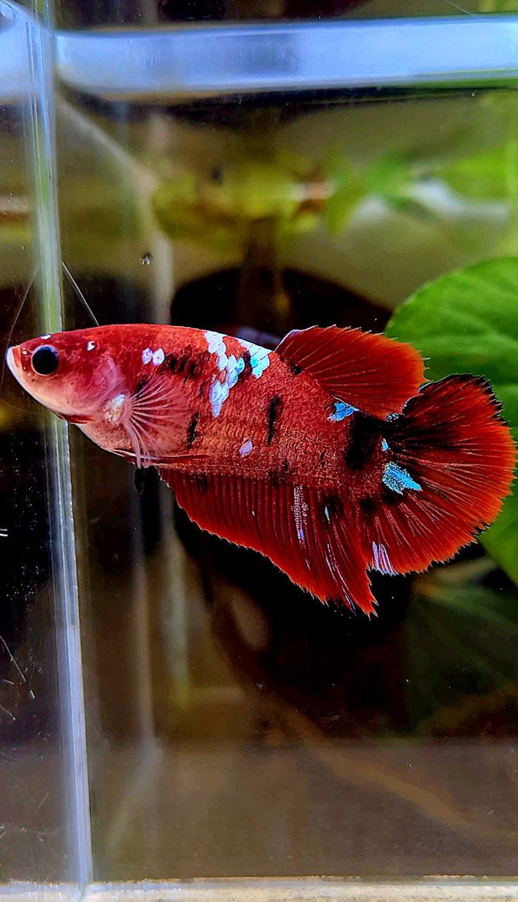 FEMALE HALFMOON RED GALAXY MULTICOLOR BETTA FISH