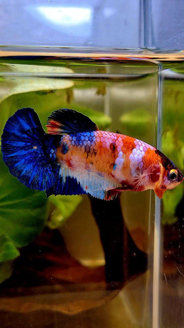FEMALE PLAKAT ORANGE WHITE GALAXY MULTICOLOR BETTA FISH