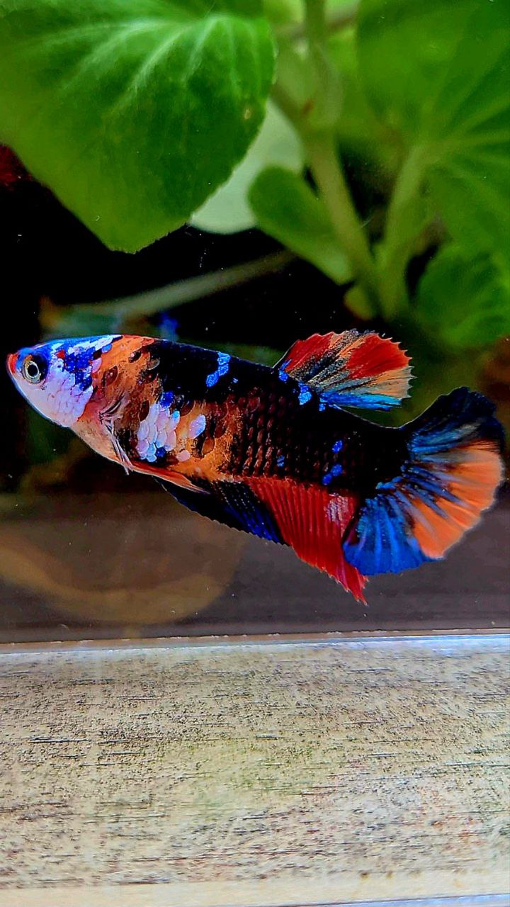 FEMALE PLAKAT ORANGE BLACK GALAXY MULTICOLOR BETTA FISH