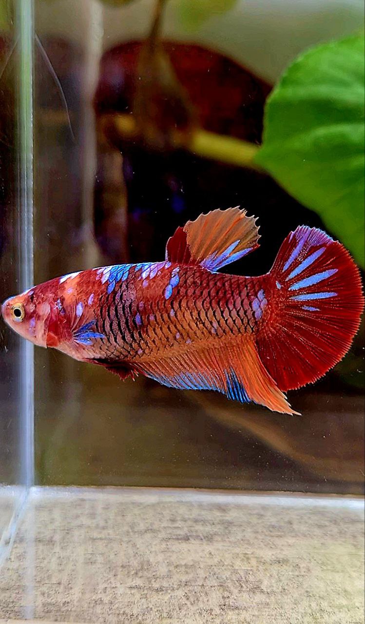 FEMALE PLAKAT ORANGE GALAXY MULTICOLOR BETTA FISH