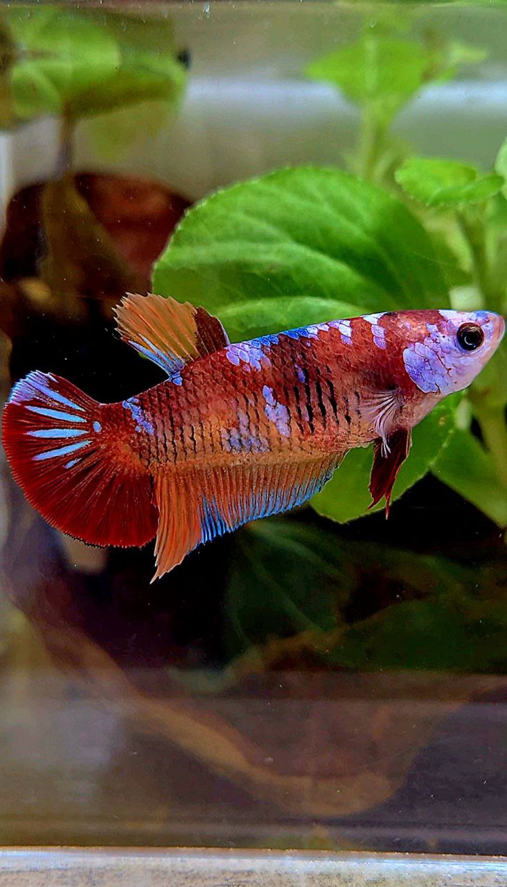 FEMALE PLAKAT ORANGE GALAXY MULTICOLOR BETTA FISH