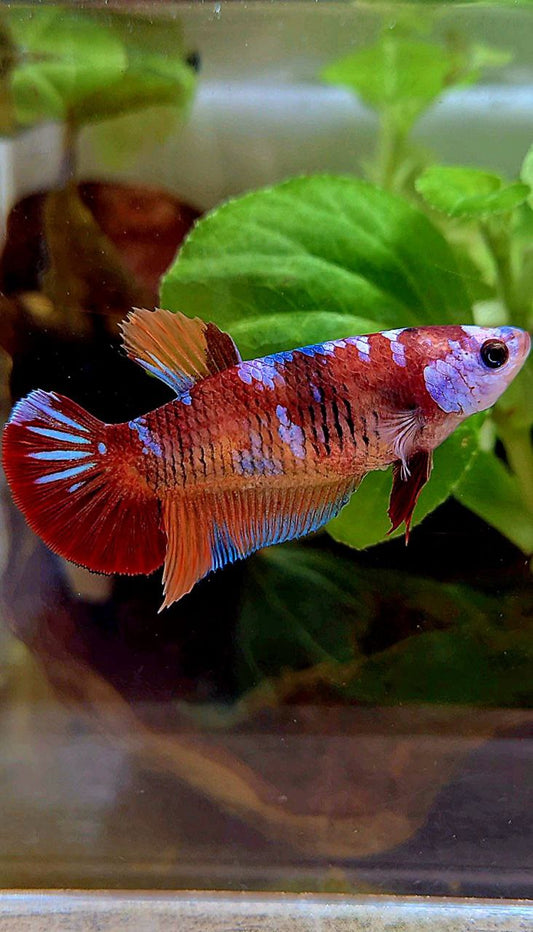 FEMALE PLAKAT ORANGE GALAXY MULTICOLOR BETTA FISH
