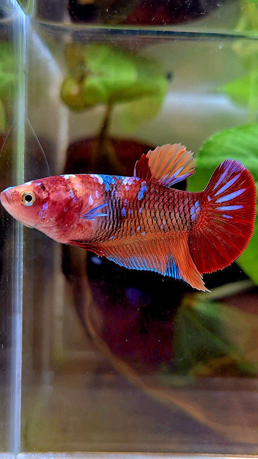 FEMALE PLAKAT ORANGE GALAXY MULTICOLOR BETTA FISH