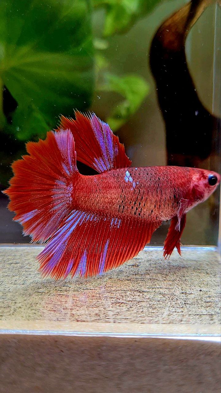 FEMALE HALFMOON ROSETAIL RED PURPLE GALAXY MULTICOLOR BETTA FISH