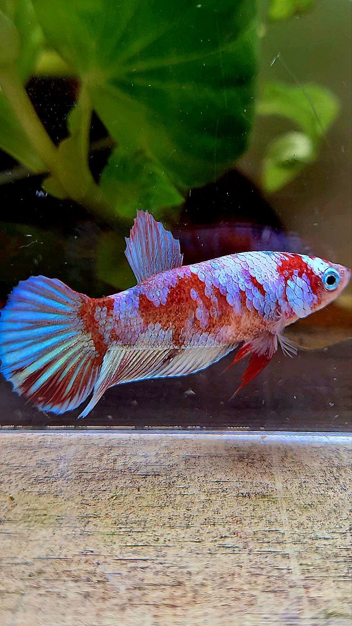 FEMALE PLAKAT BARONGSAI RED WHITE GALAXY MULTICOLOR BETTA FISH