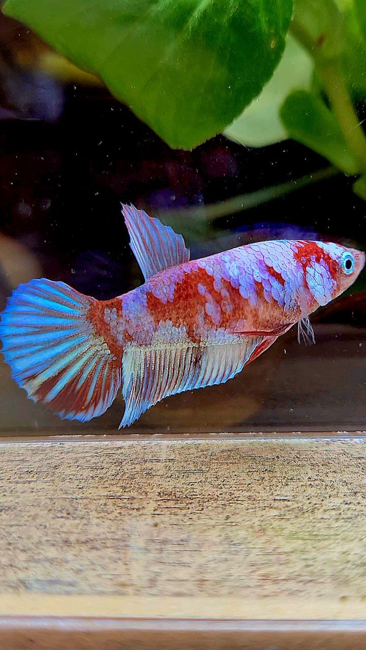 FEMALE PLAKAT BARONGSAI RED WHITE GALAXY MULTICOLOR BETTA FISH