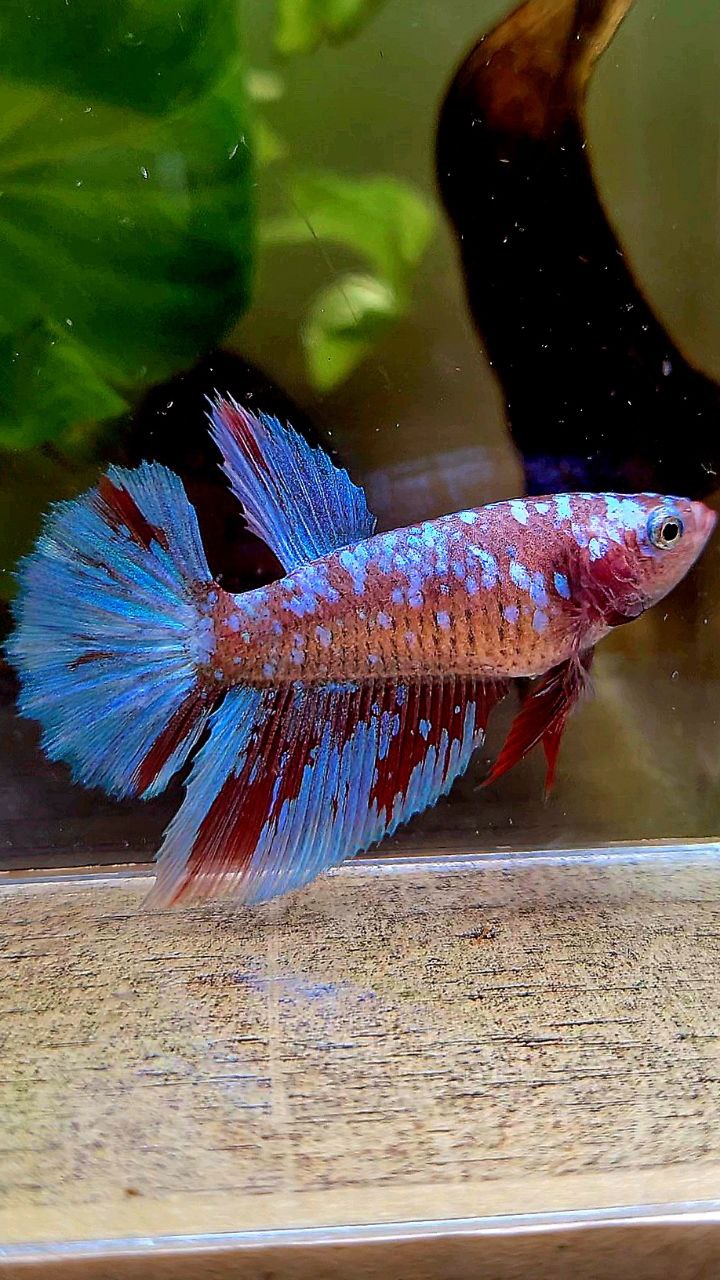 FEMALE HALFMOON SUPER GALAXY RED PURPLE RPG BETTA FISH