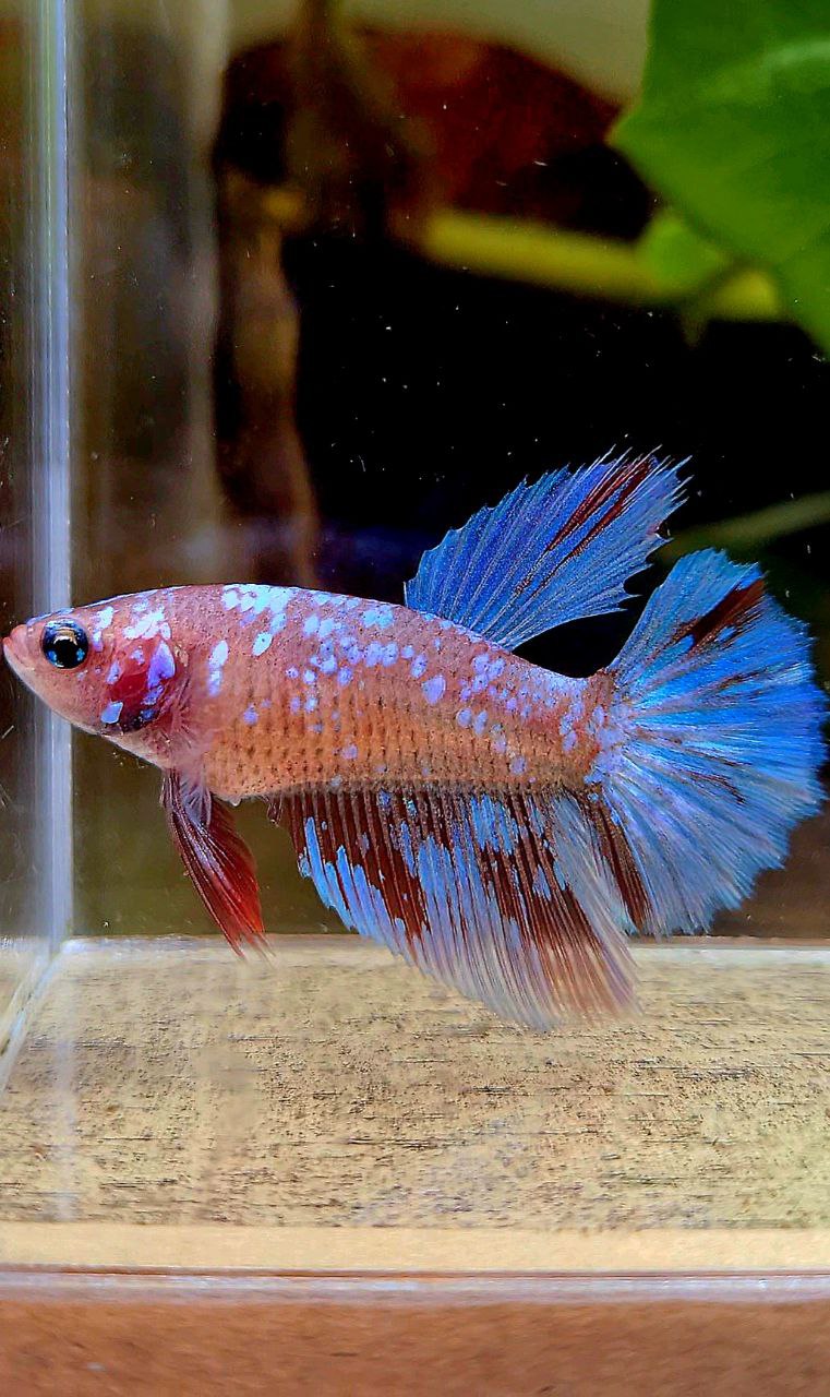 FEMALE HALFMOON SUPER GALAXY RED PURPLE RPG BETTA FISH