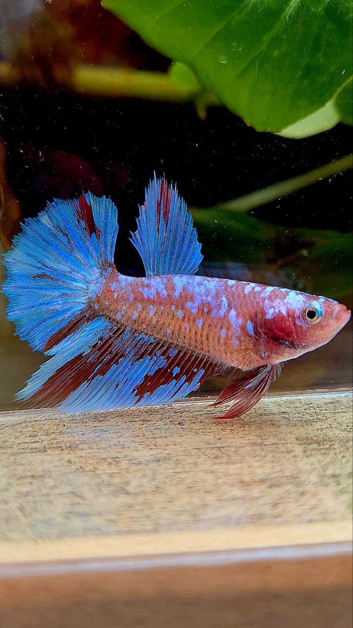 FEMALE HALFMOON SUPER GALAXY RED PURPLE RPG BETTA FISH