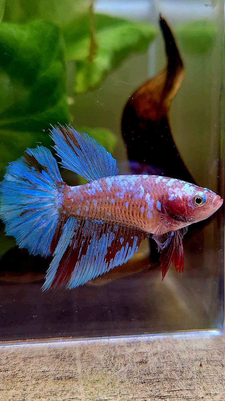 FEMALE HALFMOON SUPER GALAXY RED PURPLE RPG BETTA FISH