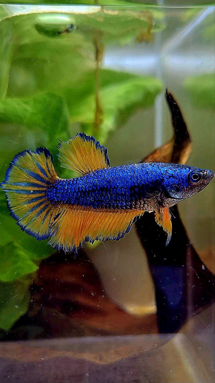 FEMALE HALFMOON BLUE YELLOW MUSTARD GAS BETTA FISH