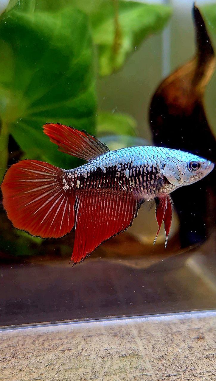 FEMALE HALFMOON RED SAMURAI BETTA FISH
