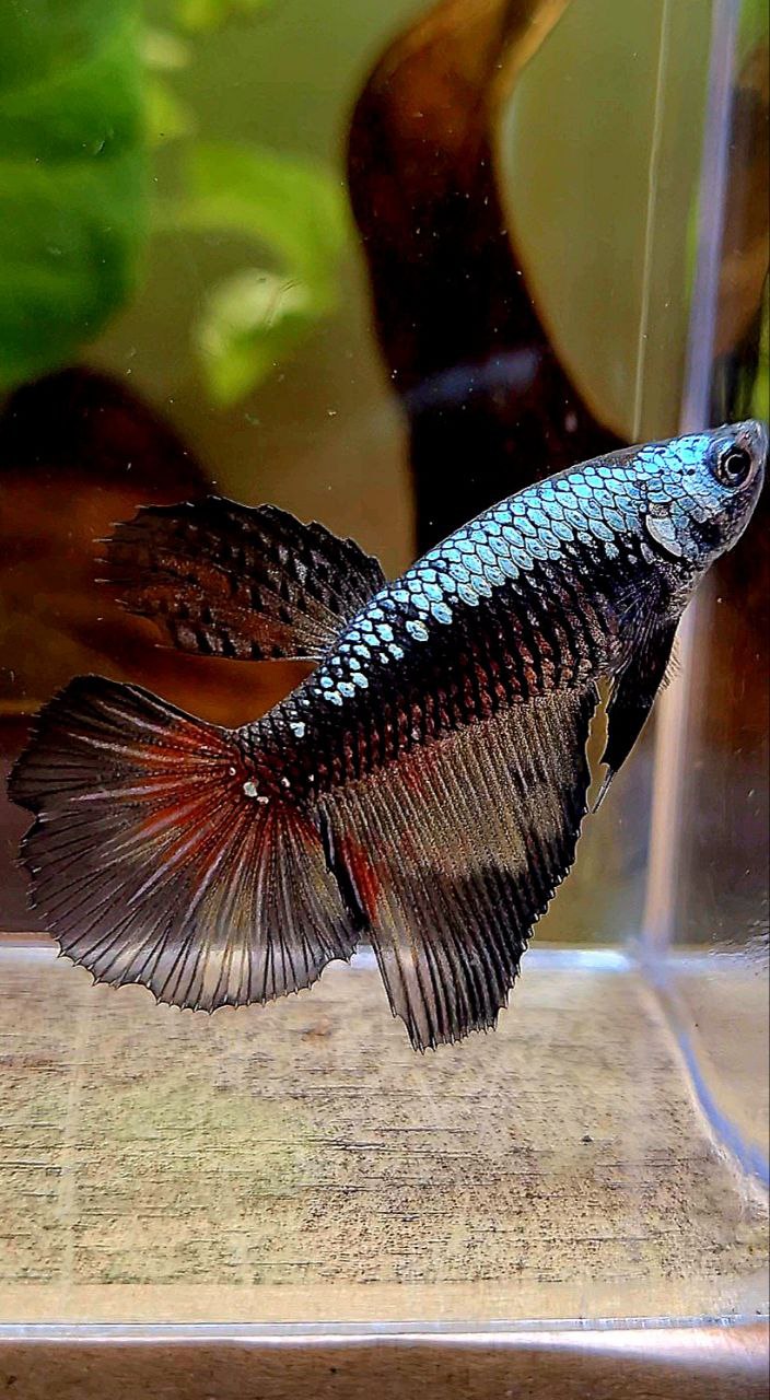 FEMALE HALFMOON BLACK SAMURAI COPPER BETTA FISH