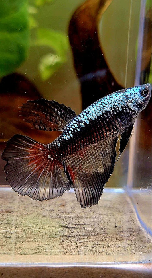 FEMALE HALFMOON BLACK SAMURAI COPPER BETTA FISH