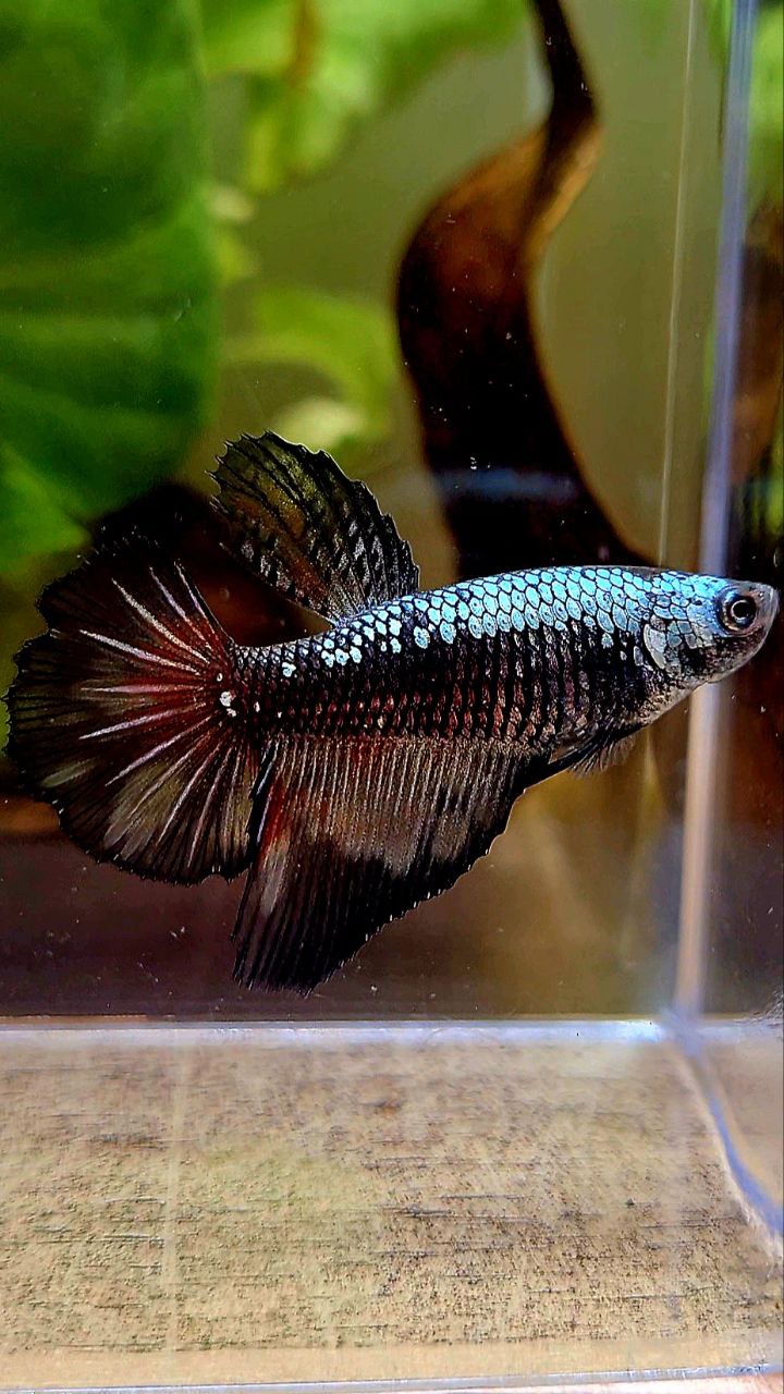 FEMALE HALFMOON BLACK SAMURAI COPPER BETTA FISH