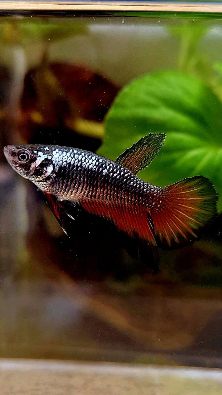 FEMALE HALFMOON BLACK RED SAMURAI COPPER BETTA FISH