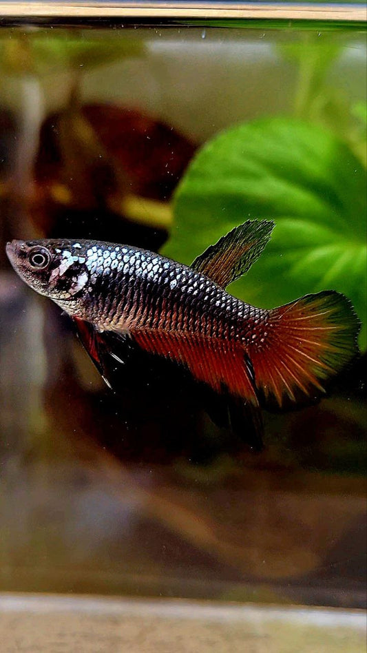 FEMALE HALFMOON BLACK RED SAMURAI COPPER BETTA FISH