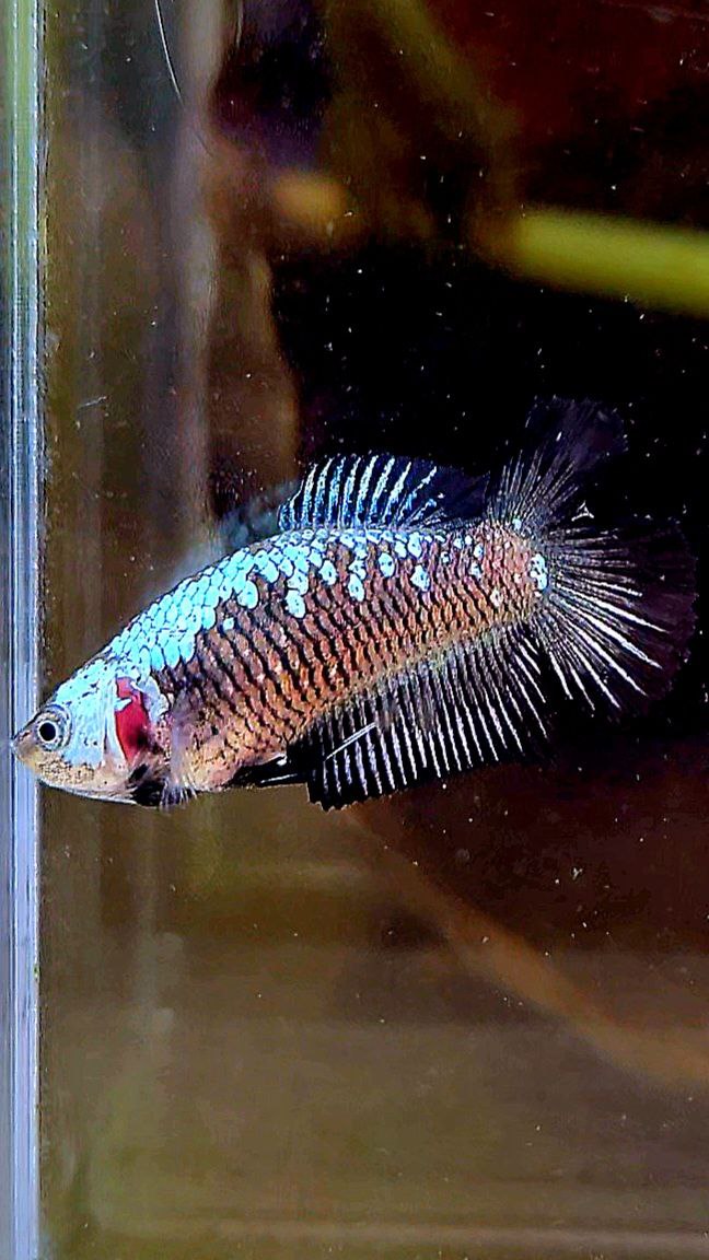 FEMALE PLAKAT DOUBLE TAIL BLACK SAMURAI MASKING SAMURAI BETTA FISH