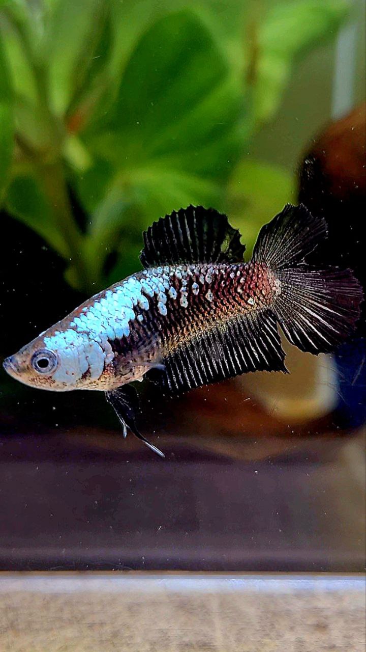 FEMALE PLAKAT DOUBLE TAIL BLACK SAMURAI MASKING SAMURAI BETTA FISH
