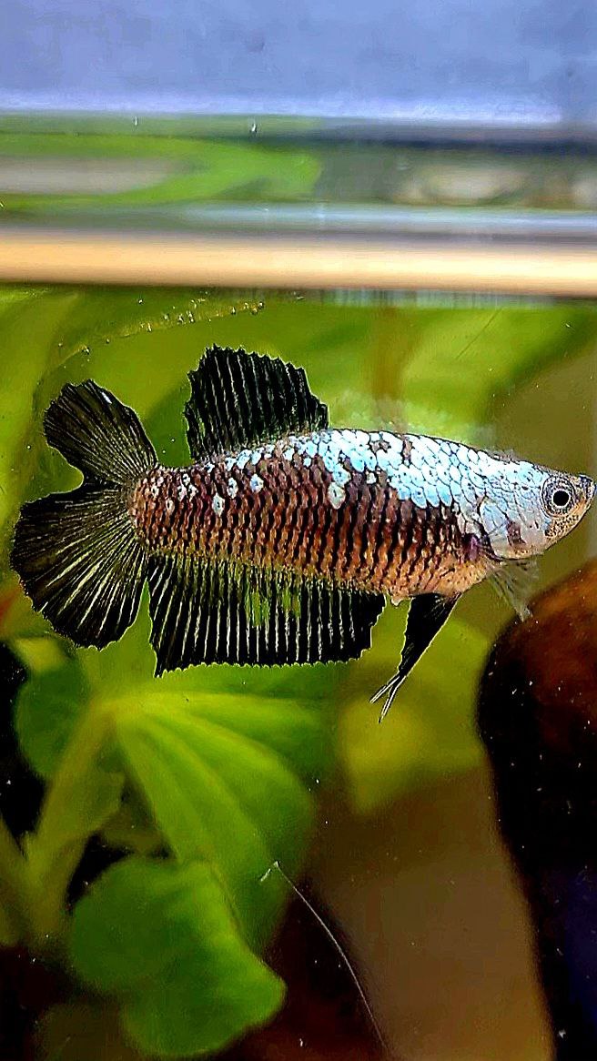 FEMALE PLAKAT DOUBLE TAIL BLACK SAMURAI MASKING SAMURAI BETTA FISH