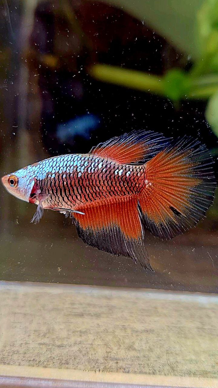 FEMALE HALFMOON BLACK RED SAMURAI BETTA FISH