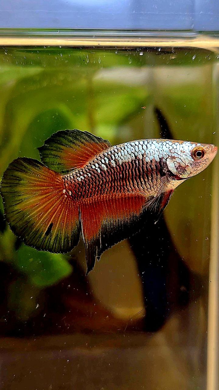 FEMALE HALFMOON BLACK RED SAMURAI BETTA FISH