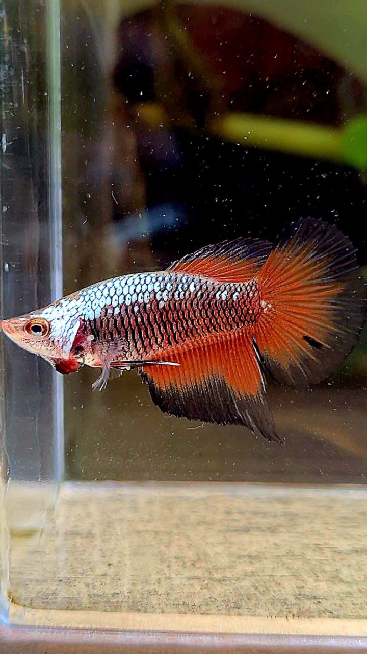 FEMALE HALFMOON BLACK RED SAMURAI BETTA FISH