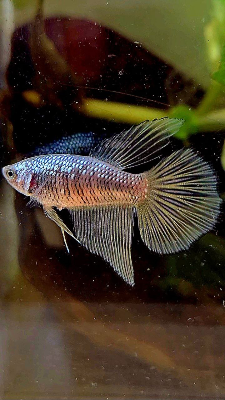 FEMALE HALFMOON BLACK SAMURAI COPPER BETTA FISH