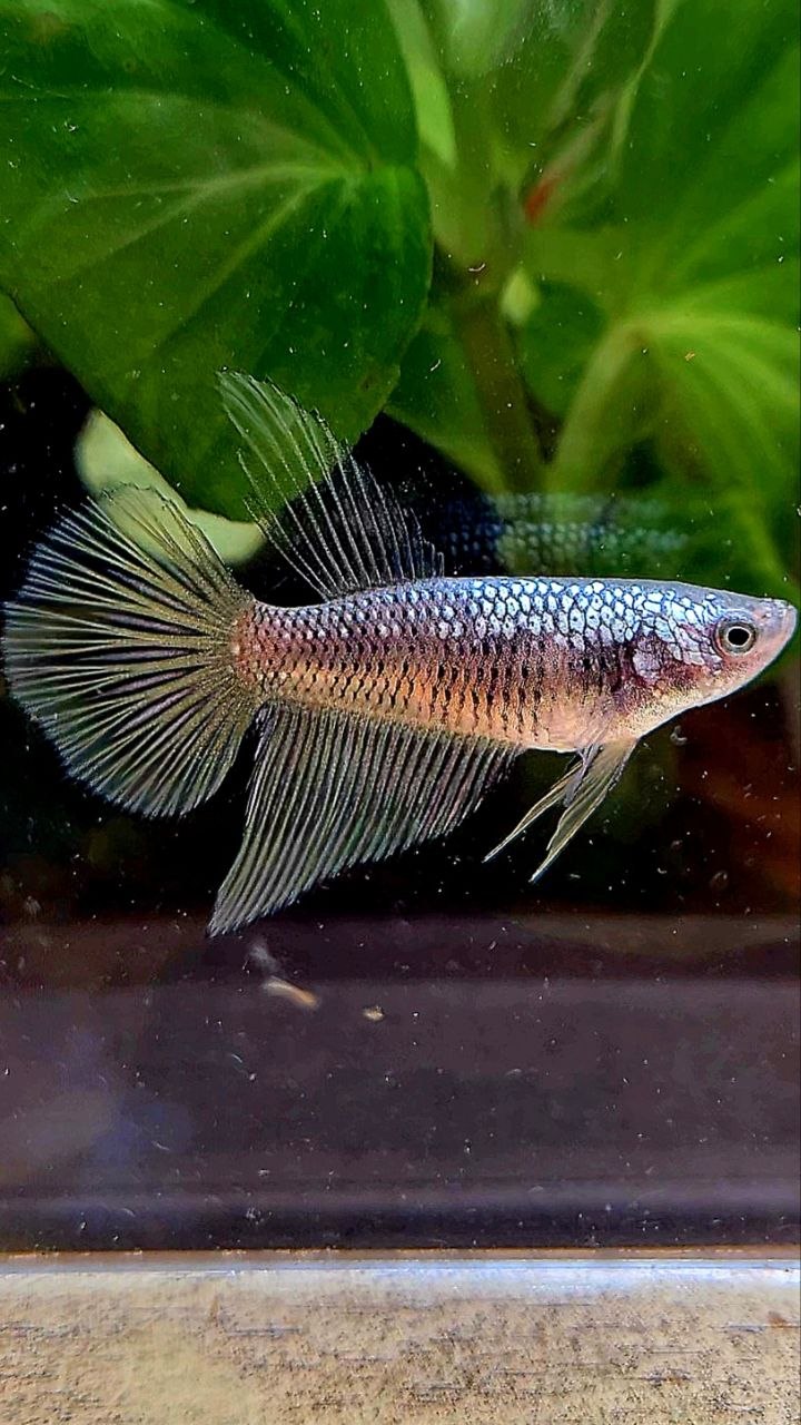 FEMALE HALFMOON BLACK SAMURAI COPPER BETTA FISH