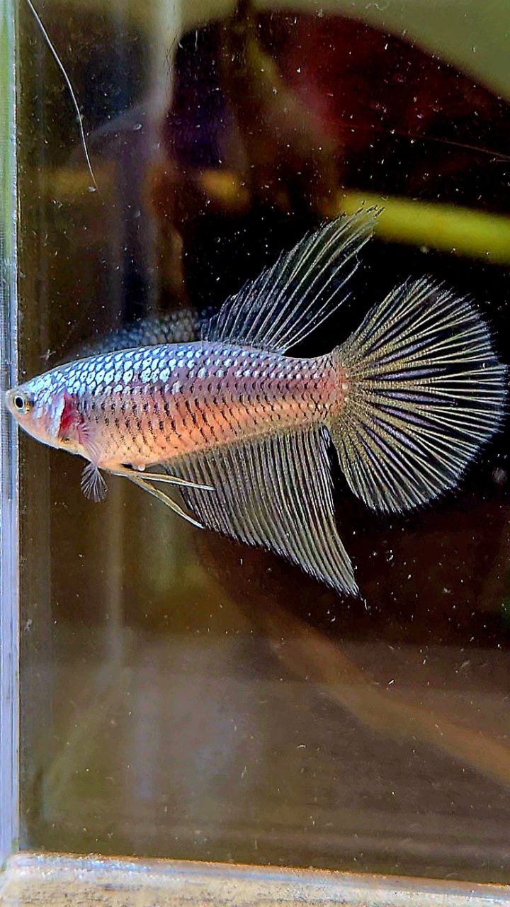 FEMALE HALFMOON BLACK SAMURAI COPPER BETTA FISH