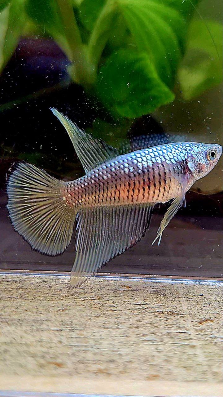 FEMALE HALFMOON BLACK SAMURAI COPPER BETTA FISH