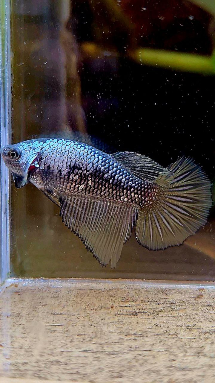 FEMALE HALFMOON YELLOW BLACK SAMURAI COPPER BETTA FISH