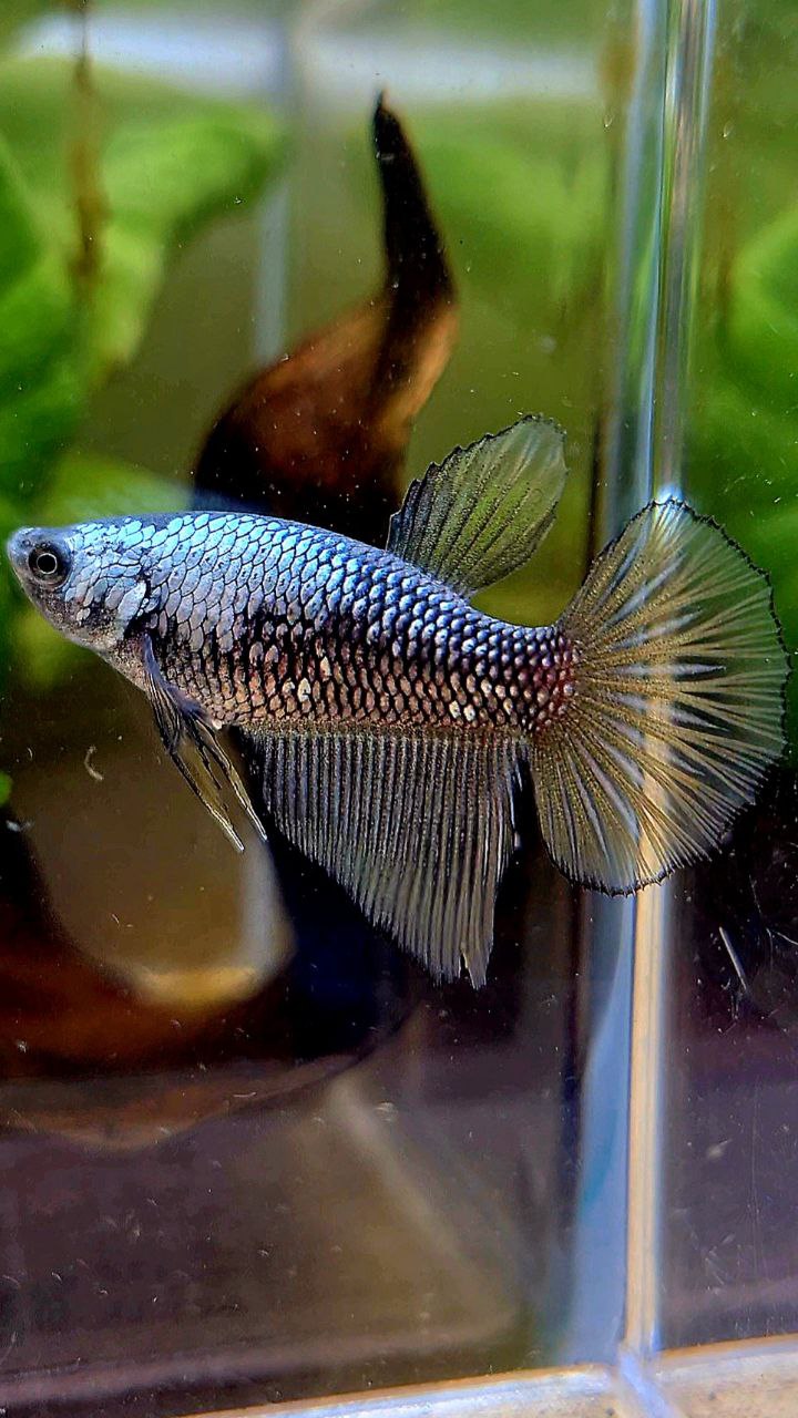 FEMALE HALFMOON YELLOW BLACK SAMURAI COPPER BETTA FISH