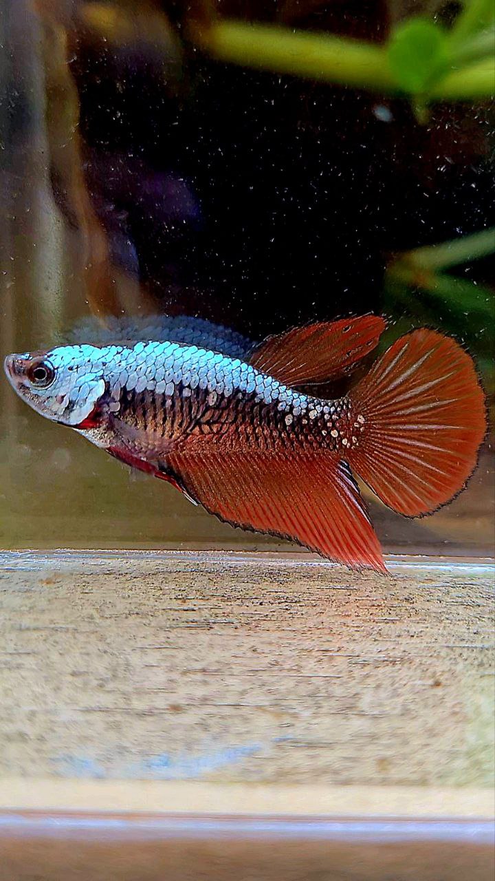 FEMALE HALFMOON RED SAMURAI BETTA FISH