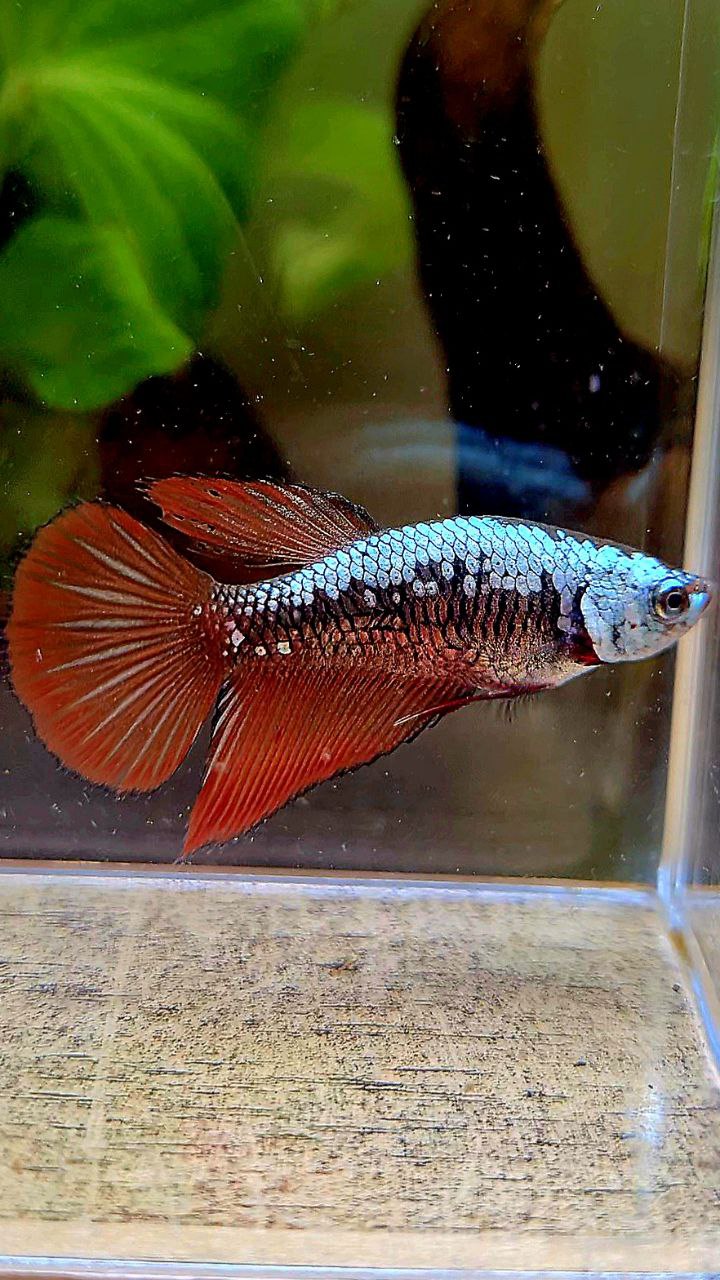 FEMALE HALFMOON RED SAMURAI BETTA FISH