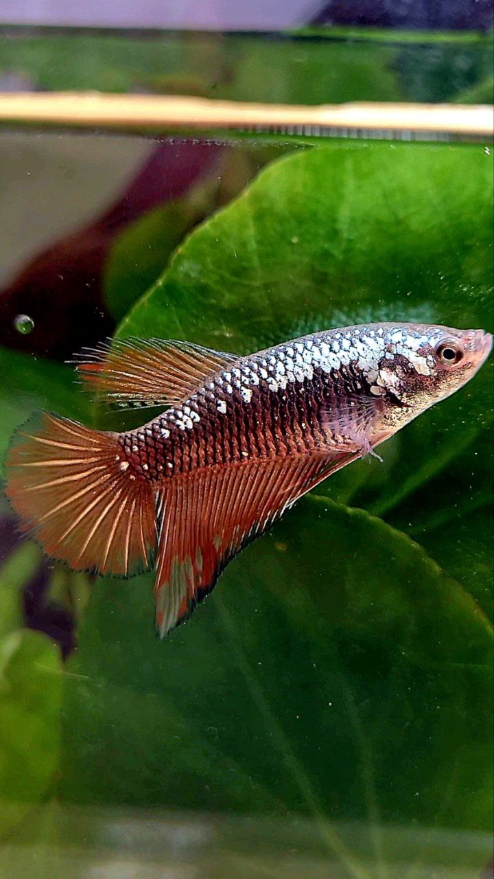 FEMALE HALFMOON BLACK RED SAMURAI BETTA FISH