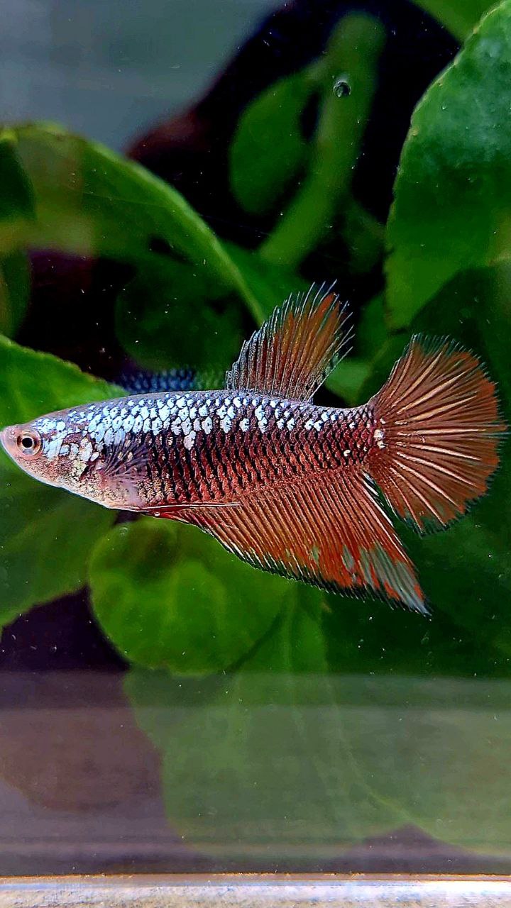 FEMALE HALFMOON BLACK RED SAMURAI BETTA FISH