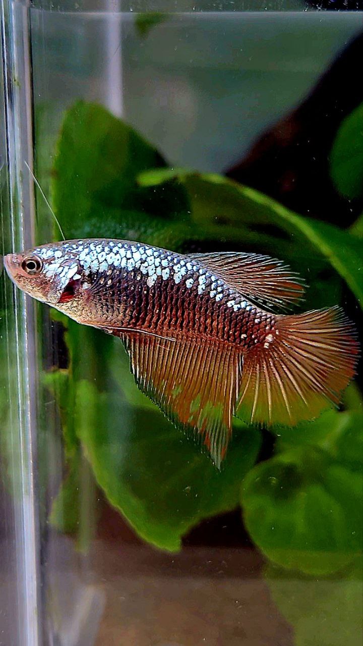 FEMALE HALFMOON BLACK RED SAMURAI BETTA FISH