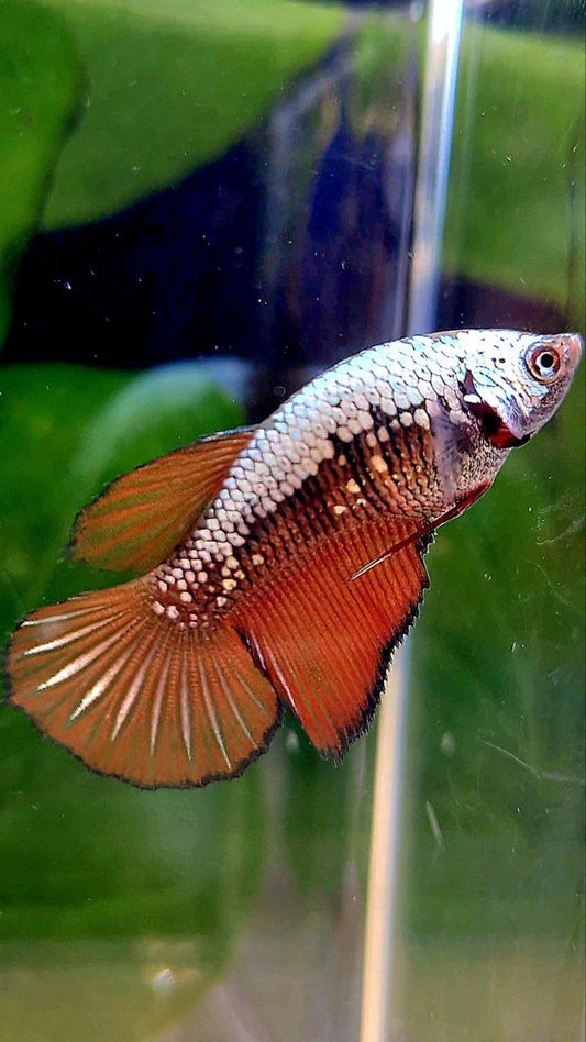 FEMALE HALFMOON RED SAMURAI BETTA FISH