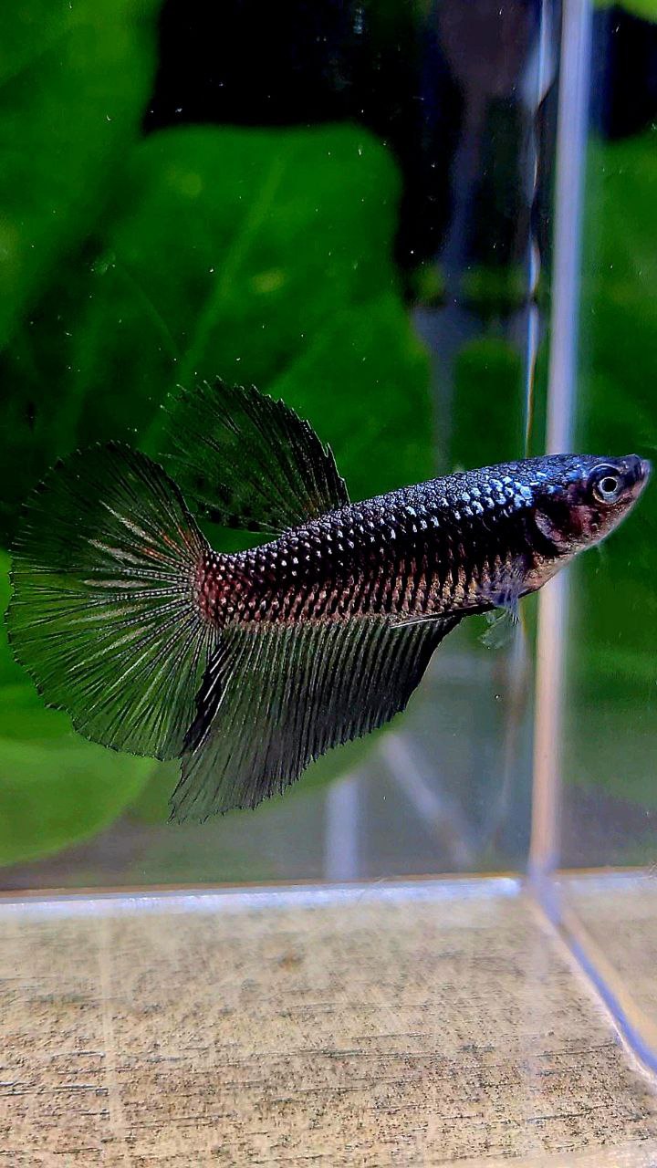 FEMALE HALFMOON BLACK COPPER SAMURAI BETTA FISH