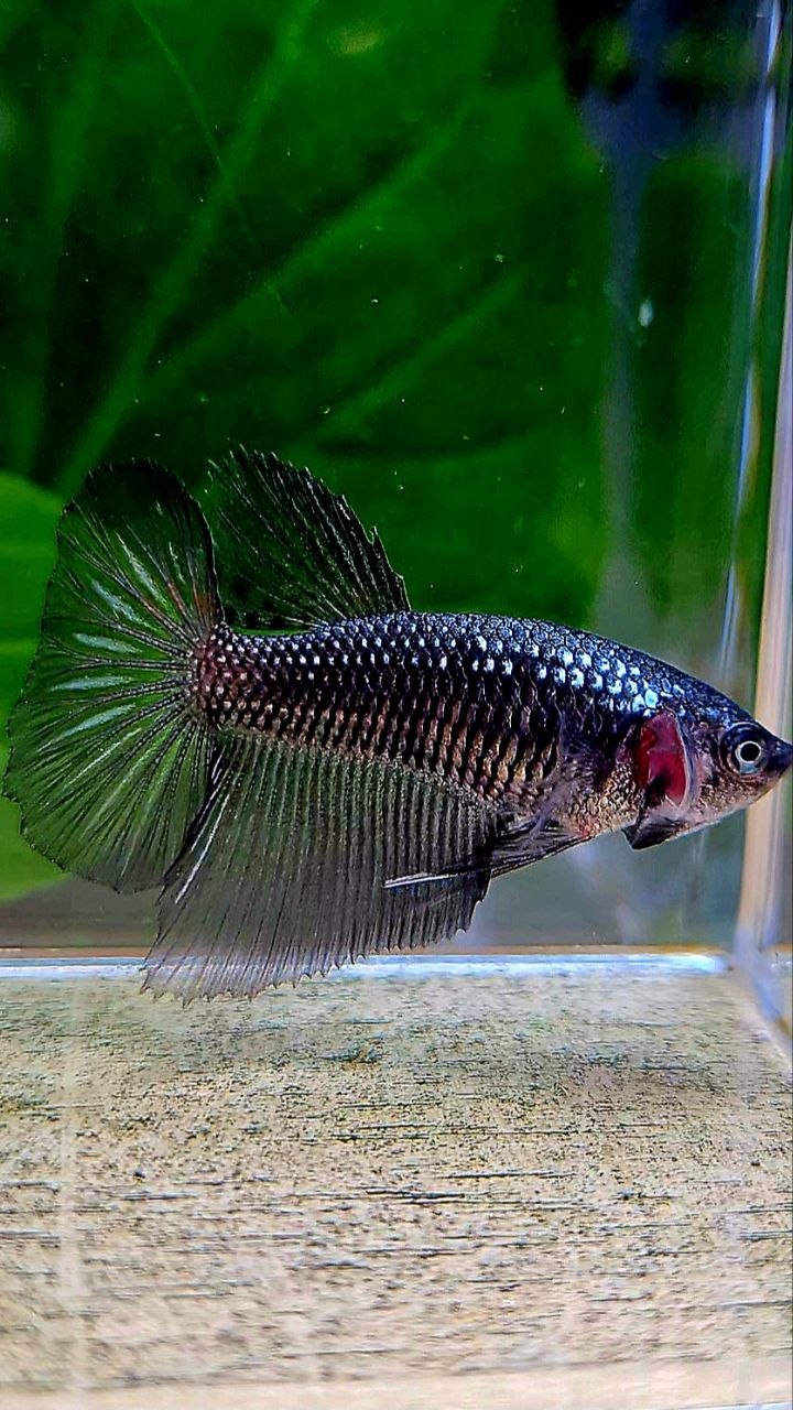 FEMALE HALFMOON BLACK COPPER SAMURAI BETTA FISH