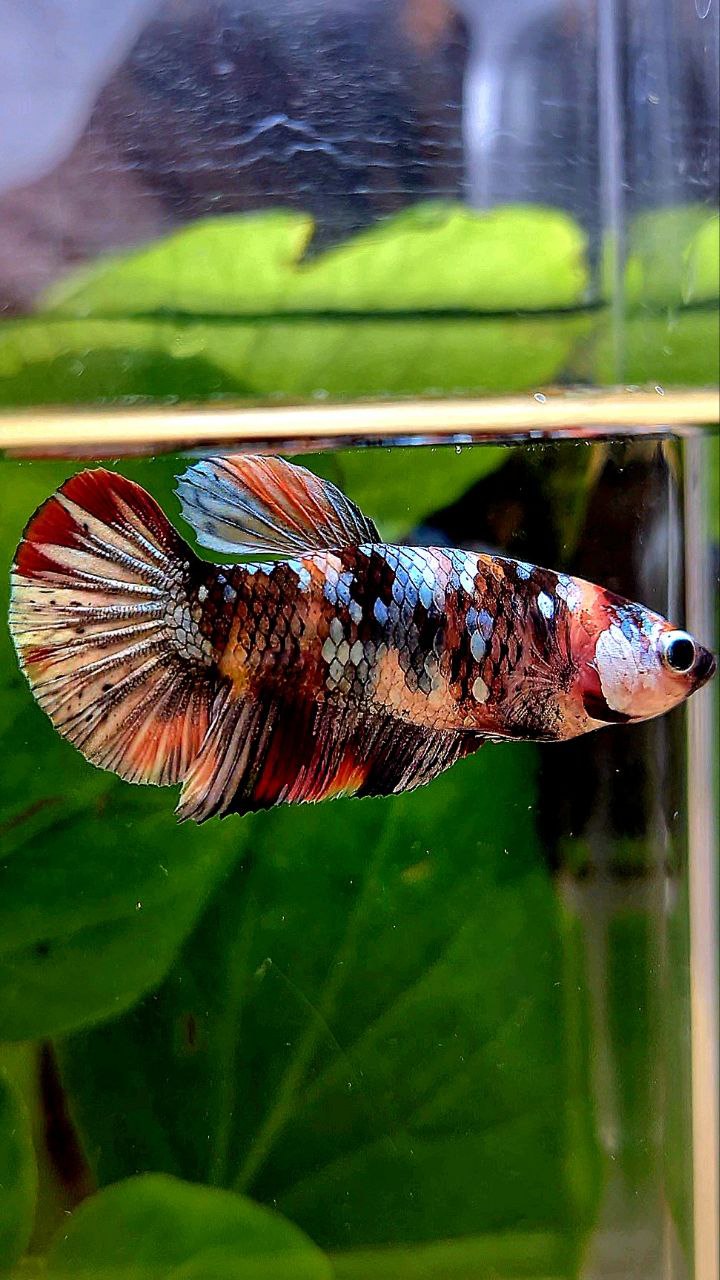 FEMALE PLAKAT ORANGE COPPER GALAXY MULTICOLOR BETTA FISH
