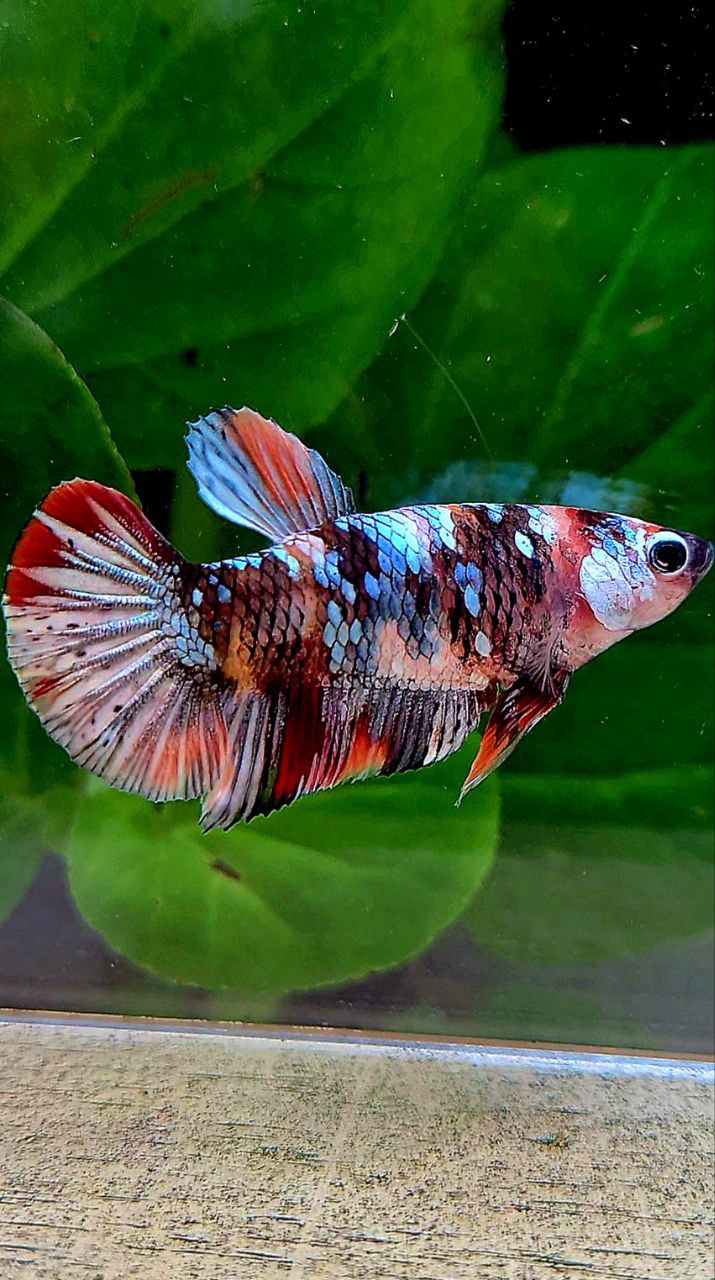 FEMALE PLAKAT ORANGE COPPER GALAXY MULTICOLOR BETTA FISH