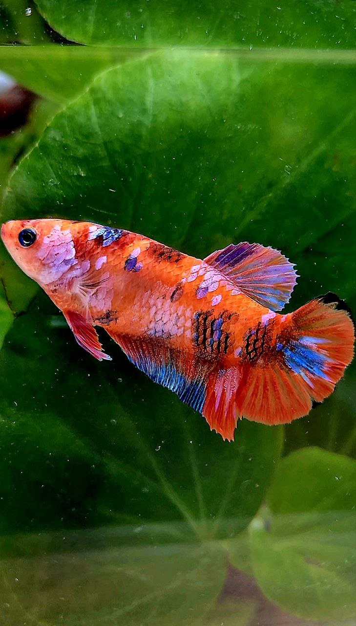 FEMALE PLAKAT ORANGE GALAXY MULTICOLOR BETTA FISH