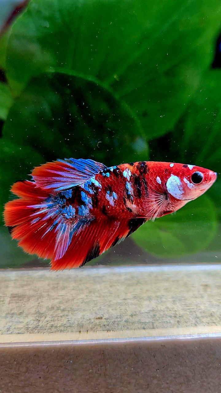 FEMALE HALFMOON RED GALAXY MULTICOLOR BETTA FISH