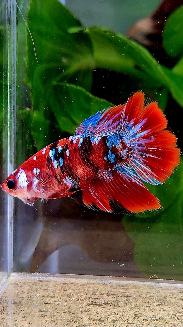 FEMALE HALFMOON RED GALAXY MULTICOLOR BETTA FISH