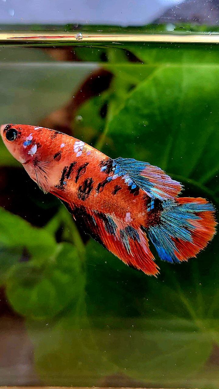 FEMALE HALFMOON ORANGE GALAXY MULTICOLOR BETTA FISH