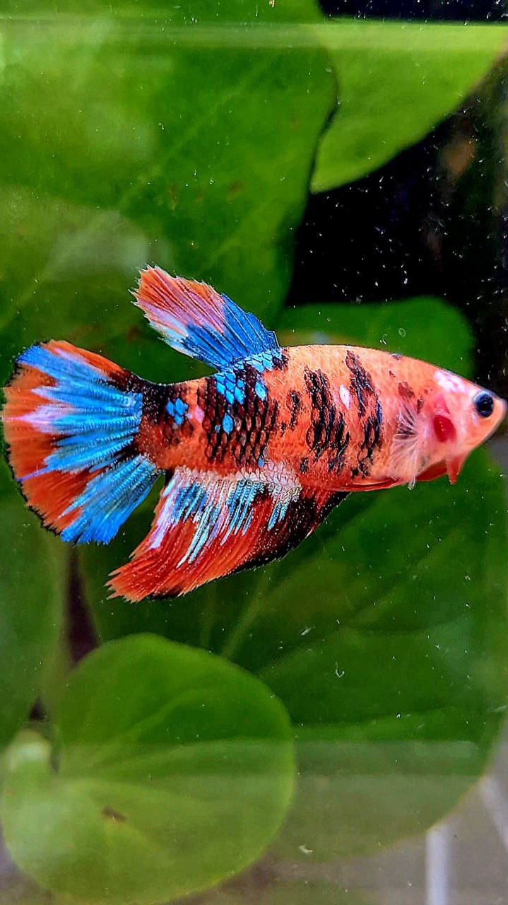FEMALE HALFMOON ORANGE GALAXY MULTICOLOR BETTA FISH
