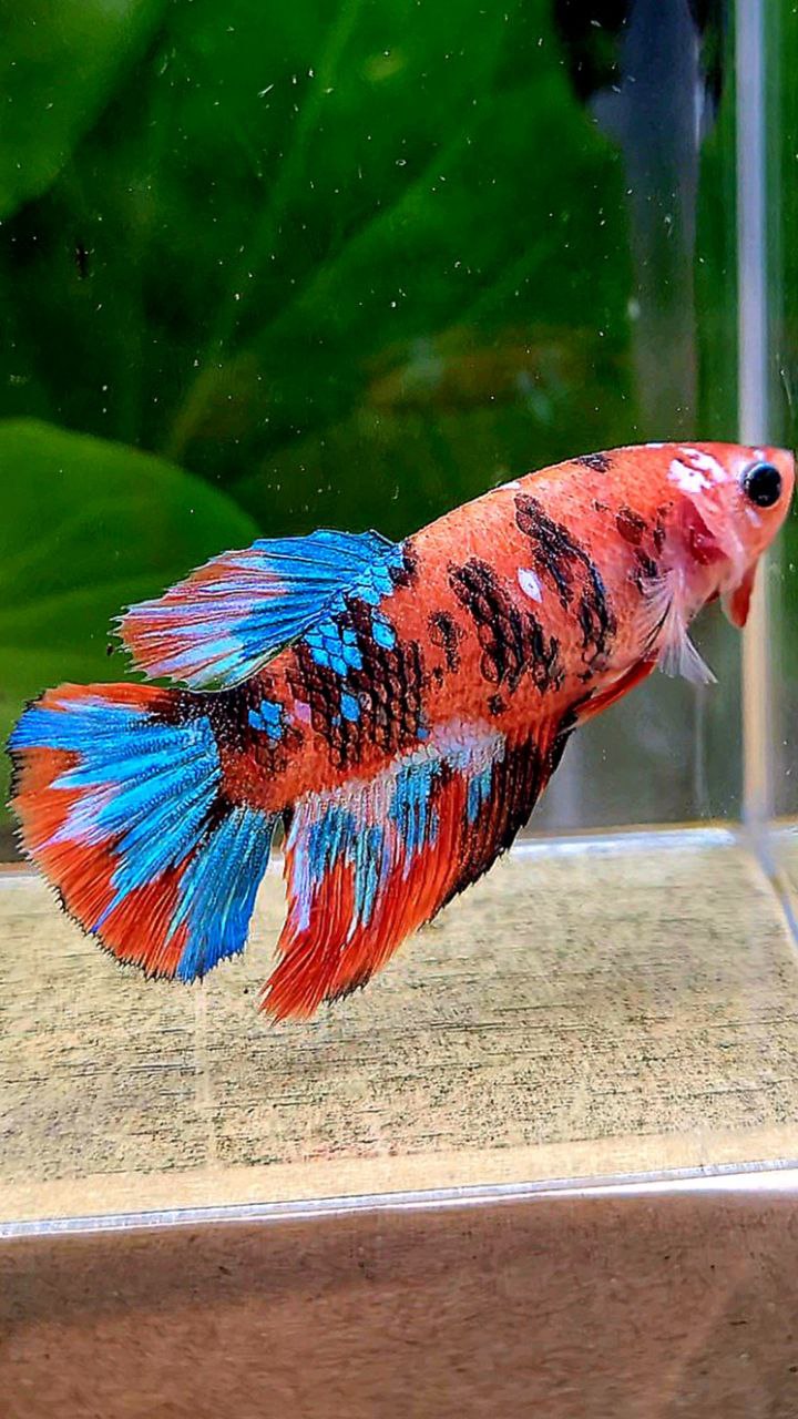 FEMALE HALFMOON ORANGE GALAXY MULTICOLOR BETTA FISH